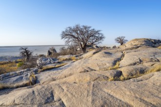 African baobab or baobab tree (Adansonia digitata), several trees overlooking the salt pan in the