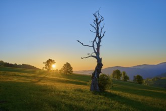 A withered tree stands in a meadow at sunrise, long shadows stretch out, spring, Schauinsland,