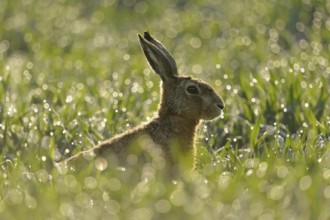 European hare (Lepus europaeus) sitting in a field in the early morning light, dewdrops glisten and