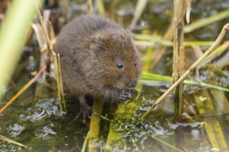 Water vole (Arvicola amphibius) adult rodent animal feeding on pond weed in a reedbed in summer,