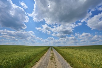 A gravel path leads through a wide wheat field under a sky with dramatic clouds, summer, Retzstadt,