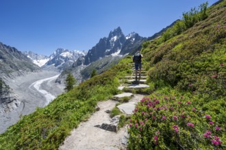 Picturesque mountain landscape with blooming alpine roses, imposing mountain peaks and glaciers,