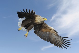 White-tailed Eagle, Sea Eagle (Haliaeetus albicilla) impressive adult, in flight against blue sky,