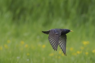 A starling (Sturnus vulgaris) flies over a green meadow, yellow flowers in the background, Hesse,