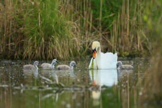 A swan with its chicks swimming in a pond, surrounded by green nature, Mute Swan, (cygnus olor),
