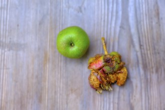 Broken and healthy apple, fallen fruit, Bavaria, Germany
