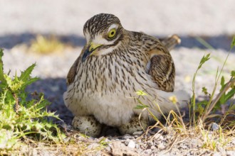 Bird sitting protectively on eggs on dry ground, Stone Curlew (Burhinus oedicnemus), France