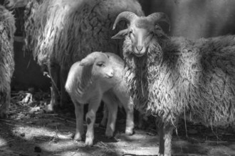 Forest sheep (Ovis aries) with lamb, game park, Bavaria, Germany