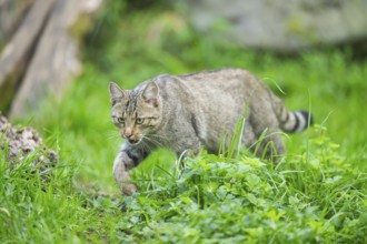 European wildcat (Felis silvestris silvestris) on a meadow, Hesse, Germany