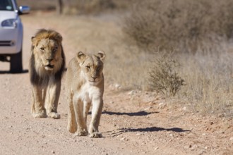 African lions (Panthera leo), two adults, male and female, walking on a dirt road, followed by an