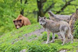 Situation awareness is crucial! A Eurasian gray wolf (Canis lupus lupus) is surprised by a European