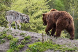 A Eurasian gray wolf (Canis lupus lupus) encounters a European brown bear (Ursus arctos arctos) in