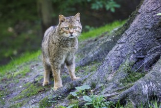 Forest cat (Felis silvestris), Germany