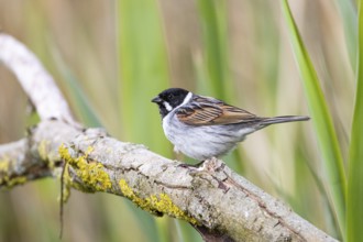 Reed bunting (Emberiza schoeniclus) ml Germany