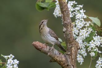 Eurasian wryneck (Jynx torquilia), Limbach, Burgenland, Austria