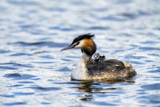 Great Crested Grebe (Podiceps scalloped ribbonfish), with chicks on its back, Vulkaneifel,