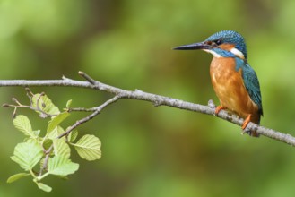 Common Kingfisher (Alcedo atthis) male, Bavaria, Germany
