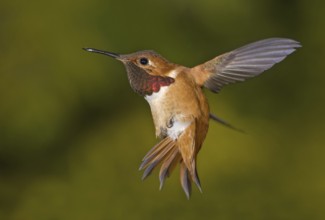 Rufous Hummingbird (Selasphorus rufus) male, British Columbia, Canada