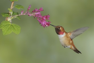 Rufous Hummingbird (Selasphorus rufus) male, British Columbia, Canada