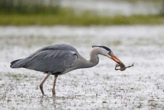 Grey Heron (Ardea cinerea) eating frog, North Rhine-Westphalia, Germany