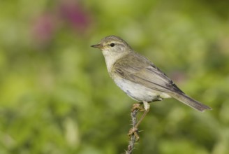 Willow Warbler (Phylloscopus trochilus), Saxony, Germany