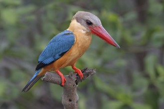 Stork-billed Kingfisher (Pelargopsis capensis), Penang, Malaysia