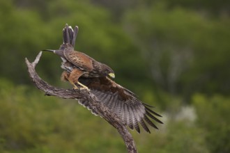 Harris's Hawk (Parabuteo unicinctus) juvenile landing on a branch, Texas, USA