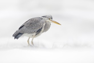 Grey Heron in white snow, wind during cold winter. Wildlife scene from Poland nature. Snow storm