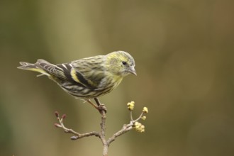 Eurasian Siskin (Spinus spinus) female, Lower Saxony, Germany