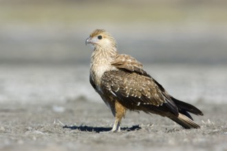 Whistling Kite (Haliastur sphenurus), Victoria, Australia