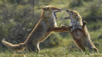 Red Fox (Vulpes vulpes) pair fighting and playing in grassland, Netherlands