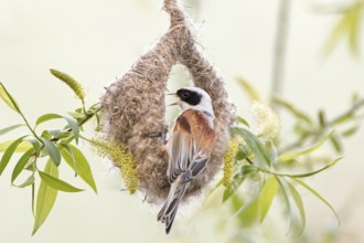 Eurasian Penduline Tit (Remiz pendulinus) male building nest, Saxony-Anhalt, Germany
