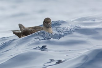 Short-tailed Shearwater (Ardenna tenuirostris), Victoria, Australia