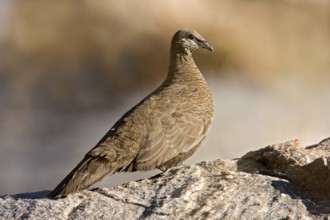White-quilled Rock Pigeon (Petrophassa albipennis), Western Australia, Australia