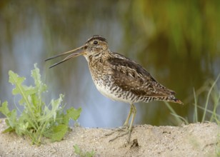 Wilson's Snipe (Gallinago delicata) singing at Marble Hot Springs, Plumas County California