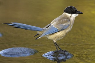 Iberian Magpie (Cyanopica cooki) juvenile, Castile-La Mancha, Spain
