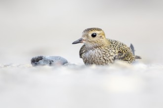 European Golden Plover (Pluvialis apricaria), Schleswig-Holstein, Germany