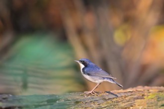 Siberian Blue Robin (Larvivora cyane) male, Khao Yai National Park, Thailand