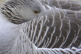 Greylag Goose (Anser anser), Saxony, Germany