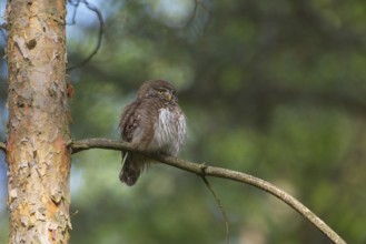 Eurasian Pygmy Owl (Glaucidium passerinum), Poland