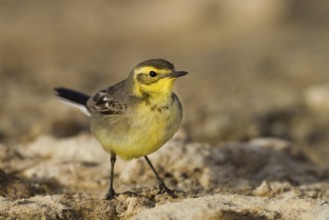 Citrine Wagtail (Motacilla citreola), Oman