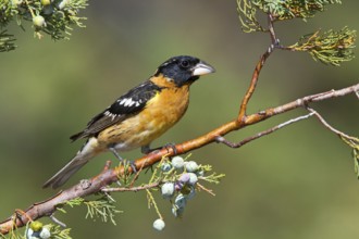 Black-headed Grosbeak Pheucticus melanocephalus Santa Rita Mountains, Santa Cruz County, Arizona,