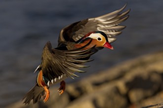 Mandarin Duck (Aix galericulata) male flying, Baden-Wuerttemberg, Germany
