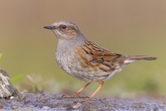 Dunnock (Prunella modularis), Rhineland-Palatinate, Germany