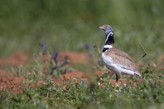 Little Bustard (Tetrax tetrax) male, Extremadura, Spain