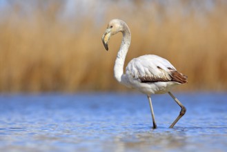 Young Greater Flamingo, Phoenicopterus ruber, nice pink big bird in the blue water, Camargue,