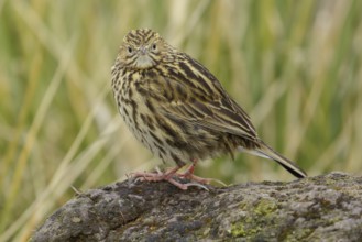 South Georgia Pipit (Anthus antarcticus) perched on tussock grass on South Georgia Island