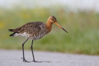 Black-tailed Godwit (Limosa limosa), Netherlands