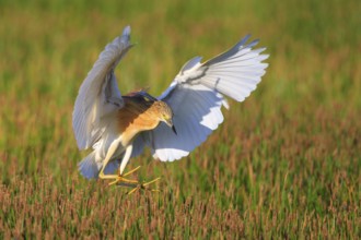 Squacco Heron (Ardeola ralloides) flying, Greece