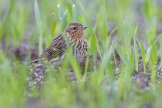 Red-throated Pipit (Anthus cervinus) male, Grobnik, Croatia